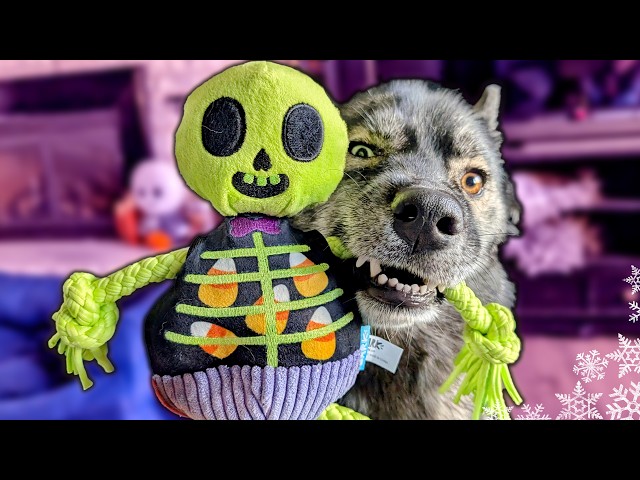 Surprising My Dogs With a Halloween Toy Haul 🎃 Dogs go Shopping!