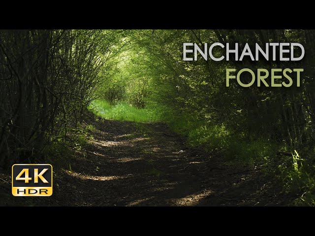 4K HDR Enchanted Forest - Blackbird Singing - Springtime Bird Song - Relaxing Nature Video & Sounds