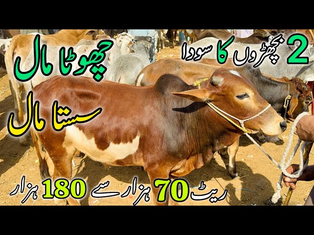 2 Bachro k Soday | Malir Mandi Me 70-180k Wala Maal | Cow Mandi 2025