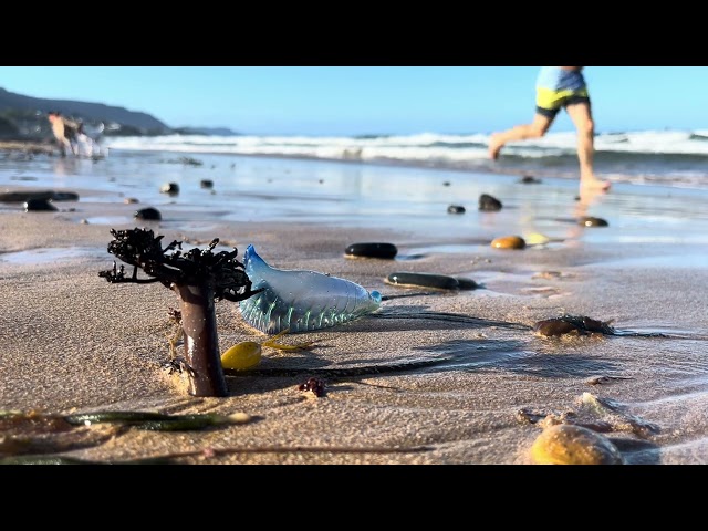 still life with Portuguese man of war jellyfish