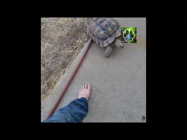 Found a Stray Tortoise - Don't Bite My Toes!