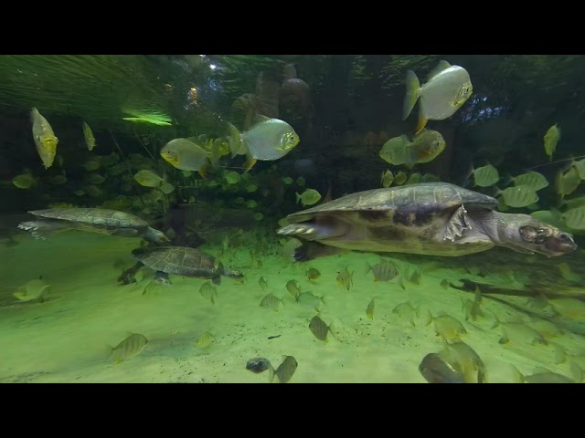 Montreal Biodome VR