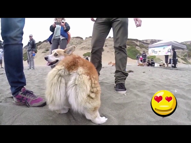 Corgi |  Le Plaisir Du Corgi | Chien Monde Corgi part 7