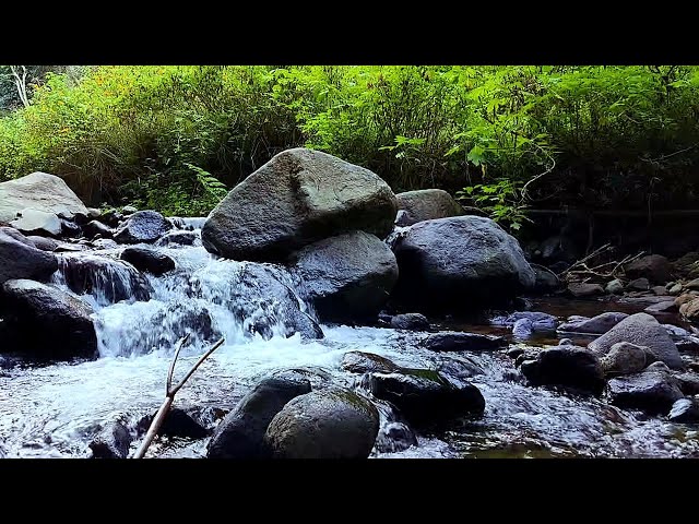 Peaceful Forest River Calming Mountain Stream Sound Beautiful Birds Chirping