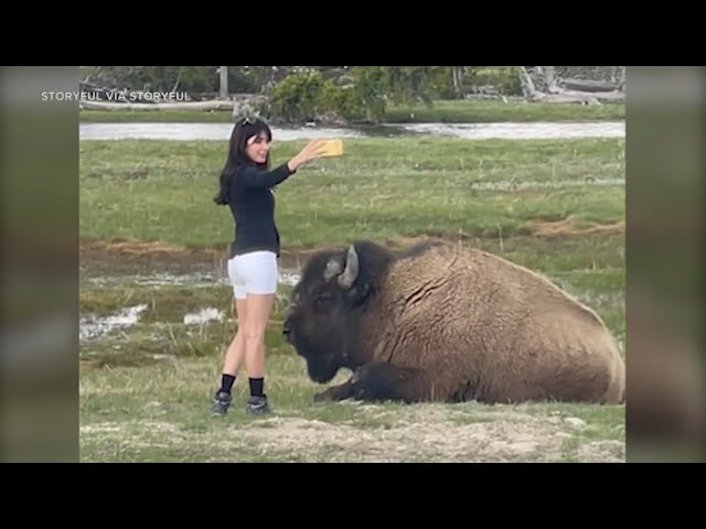 Despite warnings, woman approaches bison for selfie in Yellowstone