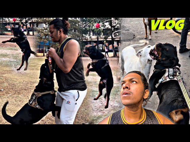 Rottweiler Highest Jump 5.5ft For Toy | StreetDogs & MalharKaPyaar | Day-239 #dog #rottweiler #vlog