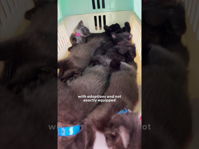 Woman Rescues Six Tiny Kittens From A Parking Garage | The Dodo