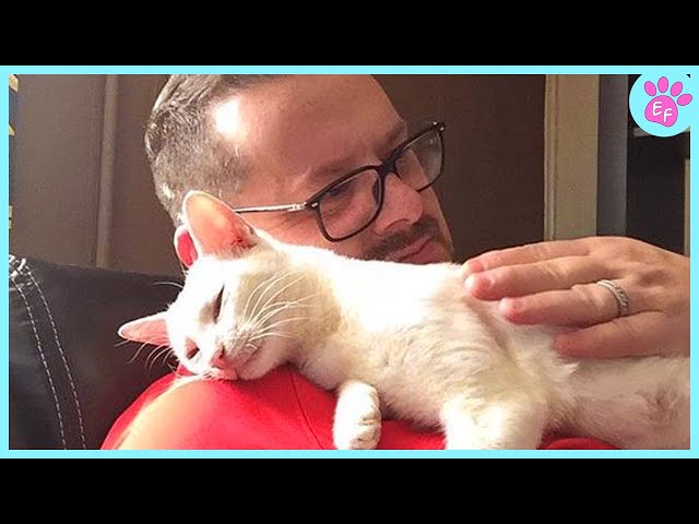 Heartwarming Acts of Cats That Melt Your Heart 🧡 The Cute Cats Videos 2024