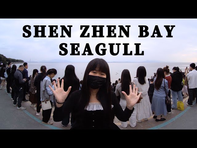 VR180 3D｜CHINA TRAVEL｜SHENZHEN BAY｜There are more people than seagulls！｜Weekend people｜深圳湾｜这个周末人比海鸥多