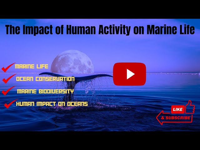 The Impact Of Human Activity On Marine Life| Human Impact On Ocean| Human Impact On Ocean