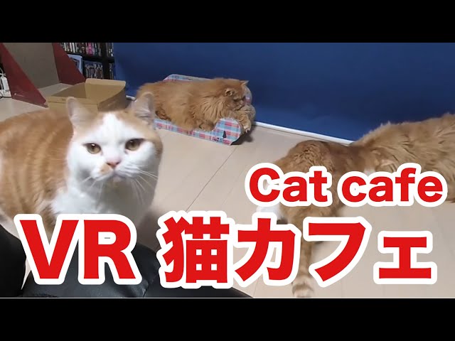 【VR猫カフェ2】Cat Cafe「マンチカンズ」