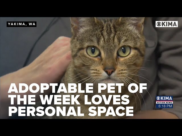 Adoptable Pet of the Week Loves Personal Space