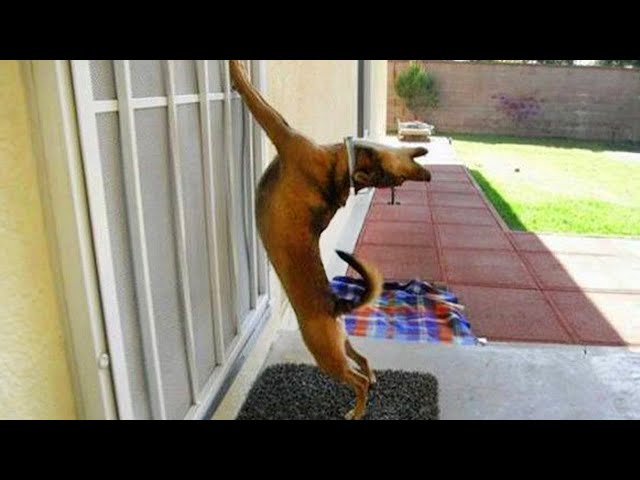 The most DRAMATIC DOG on the planet 🤣🐶 Funny Dog Videos 2024