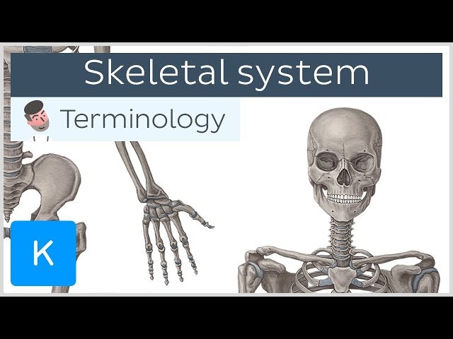 Skeletal system - Anatomical terminology for healthcare professionals | Kenhub