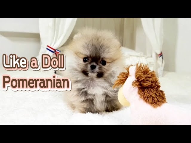 World's cutest pomeranian puppy - Teacup puppies KimsKennelUS