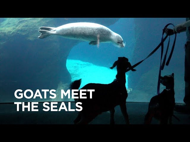 Tiny Goat Visits Seals