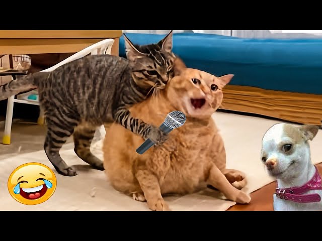 New Funniest Animals 😄 Funny Cats and Dogs Videos 😹🐶