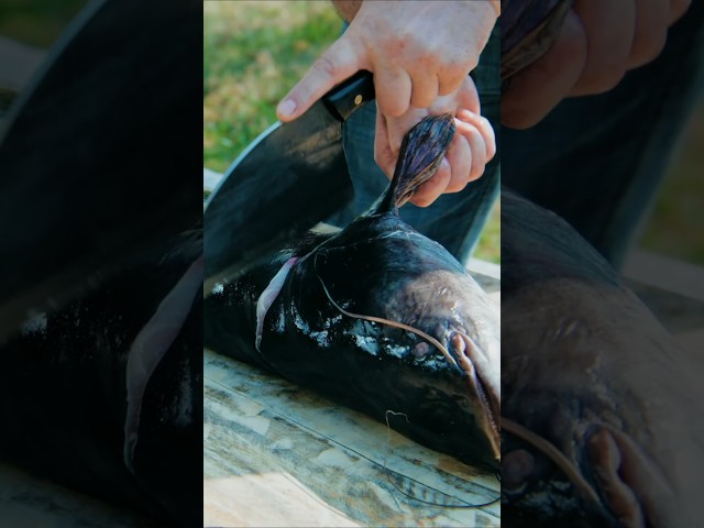 Fish soup from a huge catfish head! 🐟 🥣 #village #cooking #fish #outdoors