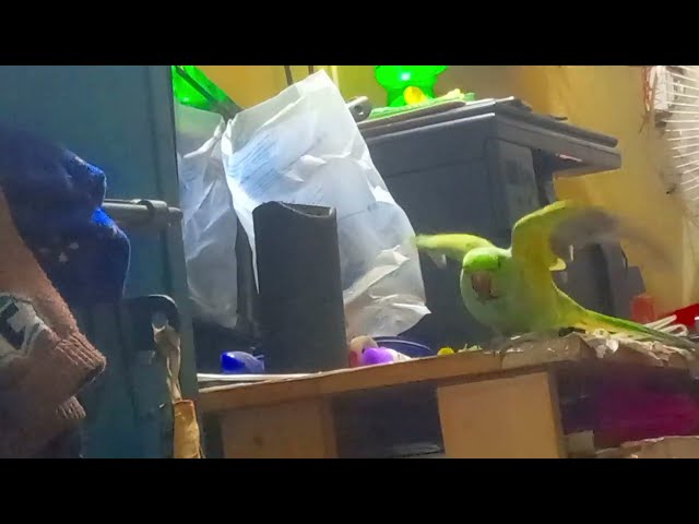 Ringneck parrot #रात मे बक बक कर रहा #videos #part121