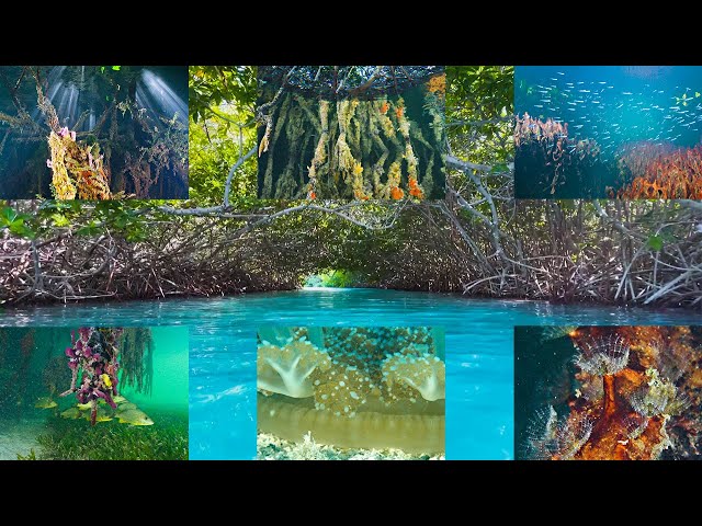 What Lies Beneath The Mangroves ep. 45