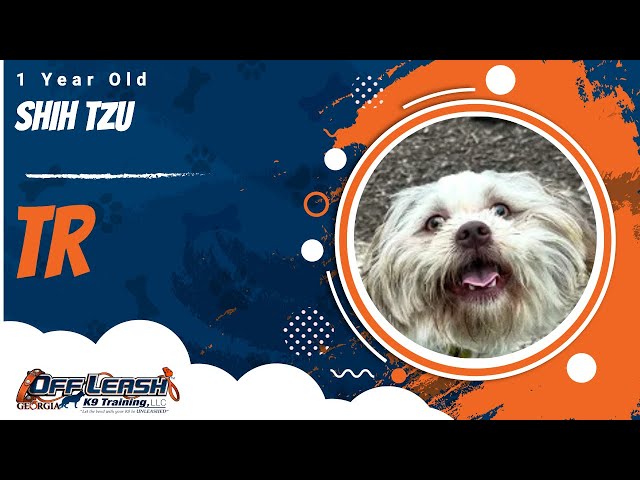 JR | 1 Year Old Shih Tzu | 1 Week Board & Train | Off Leash K9 Training, Georgia