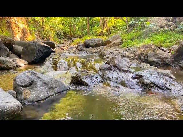 Escape The Hustle And Bustle With A Serene Forest River - Melodious Water Flow in a Wide rocks