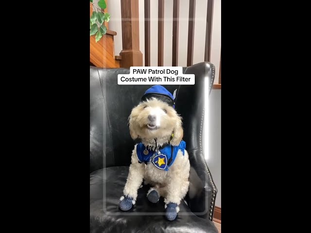 PAW Patrol Pet Costume