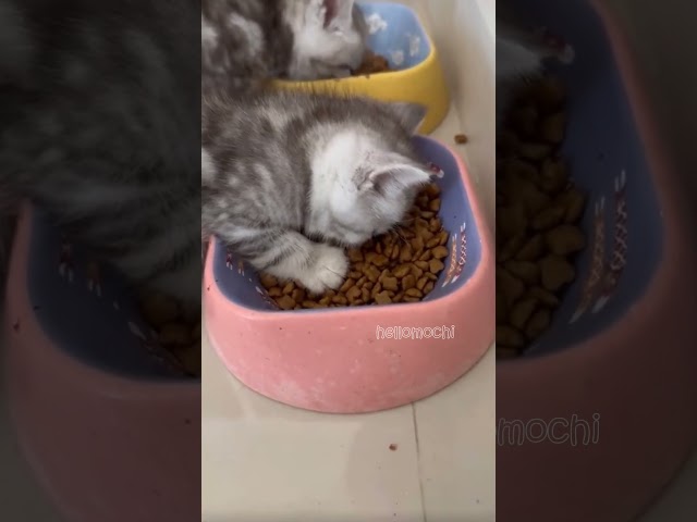 Eating Vs Sleeping: Why Not Do Both? 😂#hellomochi #cat #meow #kitten #funny #kucing #kucinglucu