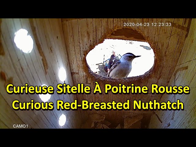 The Red-Breasted Nuthatch Peeks Into The Wood Duck Nesting Box - Nature Bird Adventure - Bird Song💚