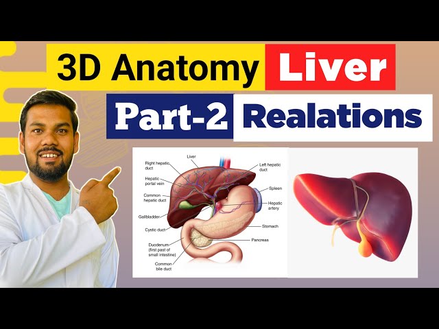 Part 2 | Anatomy of  Liver | Peritoneal & Visceral Relations of Liver Explained With 3D Model