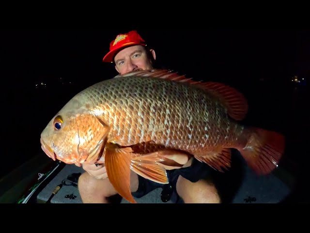 MANGROVE JACK - Fishing On The Gold Coast