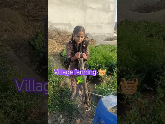 My village,apna khet #shorts #trending #farmer #viralvideo