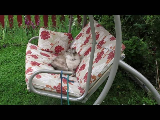 Cat on a canopy swing