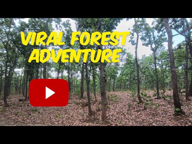 Netarhat #pineforest Adventure #forest #netarhat #jharkhand