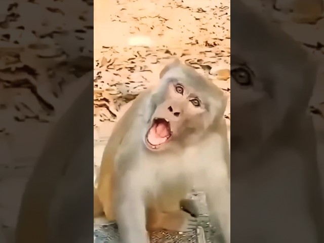 New edited funny baby video #animals #funnyanimal #cute #funnuanimals #baby #monkey #funnycute