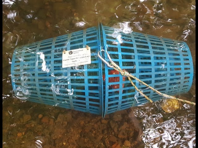 Trapping Crayfish. Retrieve, Re-bait And Reset. #SRP