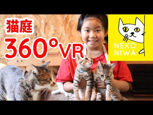 愉快な猫ちゃんを360度見渡せます‼【360VR°猫庭】@てしま旅館 「Cat garden JAPAN」