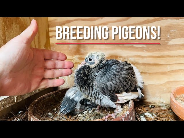 Breeding racing pigeons 2024 | Loft update