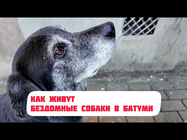 City of happy dogs - Batumi. We film all the dogs that we meet on the embankment.