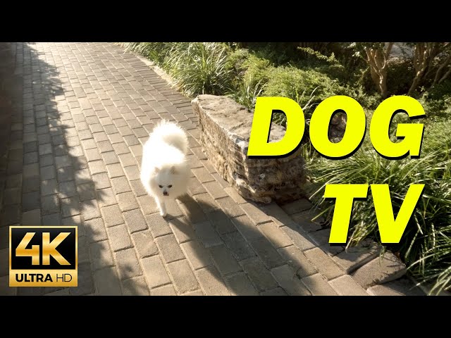 [NO ADS] Dog TV 🐕 Calming Music for Dogs with Anxiety - Dog Walking TV 4k UHD