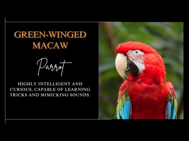 GREEN-WINGED MACAW HIGHLY INTELLIGENT #parrot #amazing #nature #amazingnaturechannel #trending #fyp