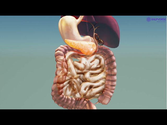 Stomach 3D VR Render