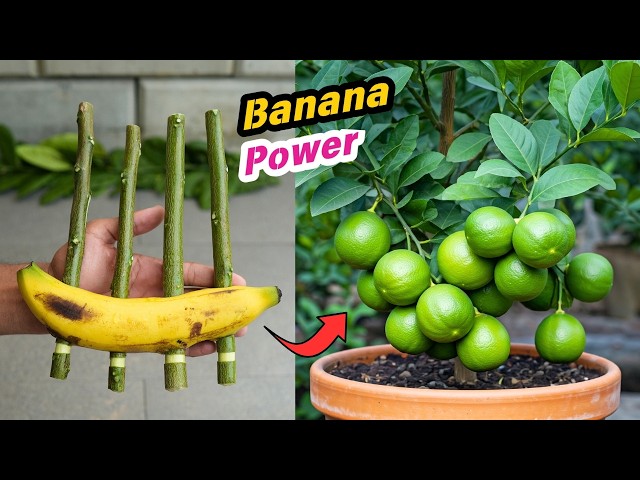 🌿Lemon Tree Propagation Made EASY with Banana Power🍌