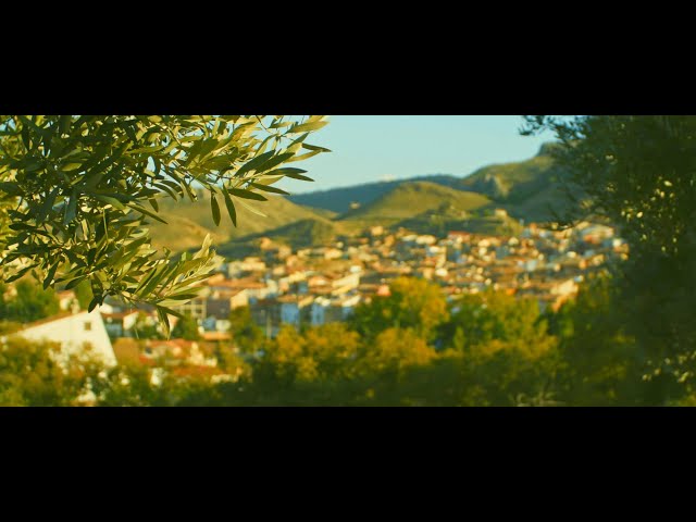 Olivos 4K en Oliete, Aragón