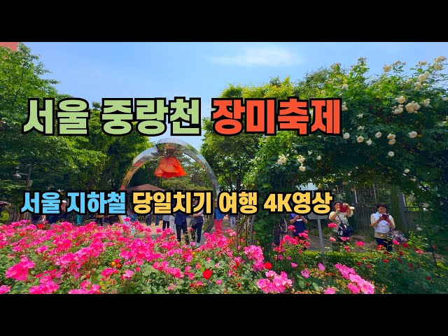 서울 중랑천 장미축제 서울지하철 대중교통 당일치기 뚜벅이 국내여행 가족나들이 데이트코스 가볼만한곳 4K