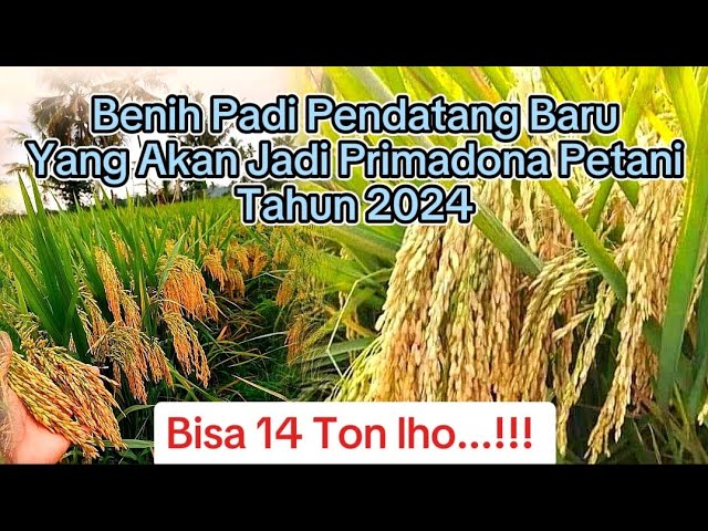 Benih Padi Pendatang Baru Yang Akan Jadi Primadona Karena Produksi Yang Tinggi