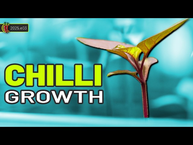 Tips for Healthy Chilli Seedlings | Grow Update 🌶️ 2025.e03