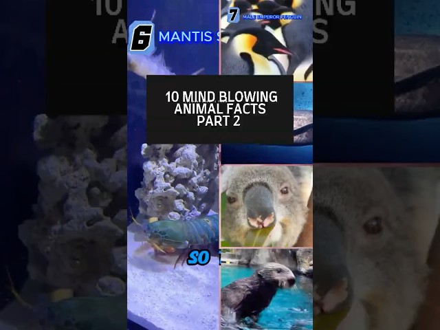 10 AMAZING ANIMAL FACTS PART 2 / #shorts #animals #virelshorts #facts