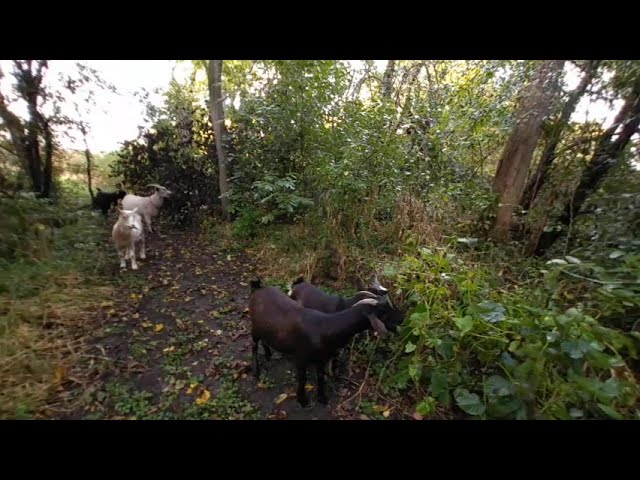 Quick VR in 3D of the goats entering the woods