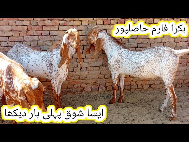 Bakra farm hasilpur | Aisa bakre pahli bar Dekhen | makhi chena Qurbani 2025 | gillani goat farm